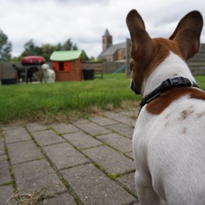 Checking out his neighbors