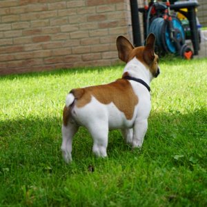 I love his color and markings