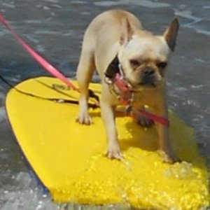 dog beach, huntington beach CA   july42014 006