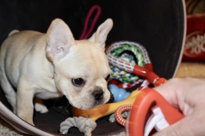 Bambi hanging out inside of her toy bin.