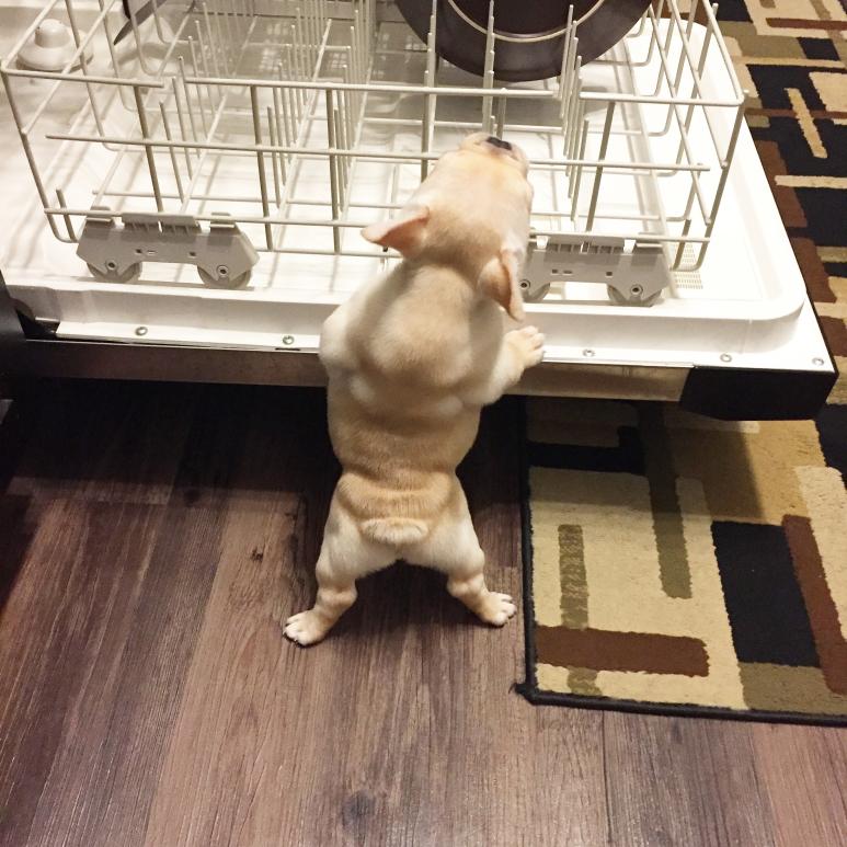 Bambi likes to help me with the dishes. Just look at that little booty ha