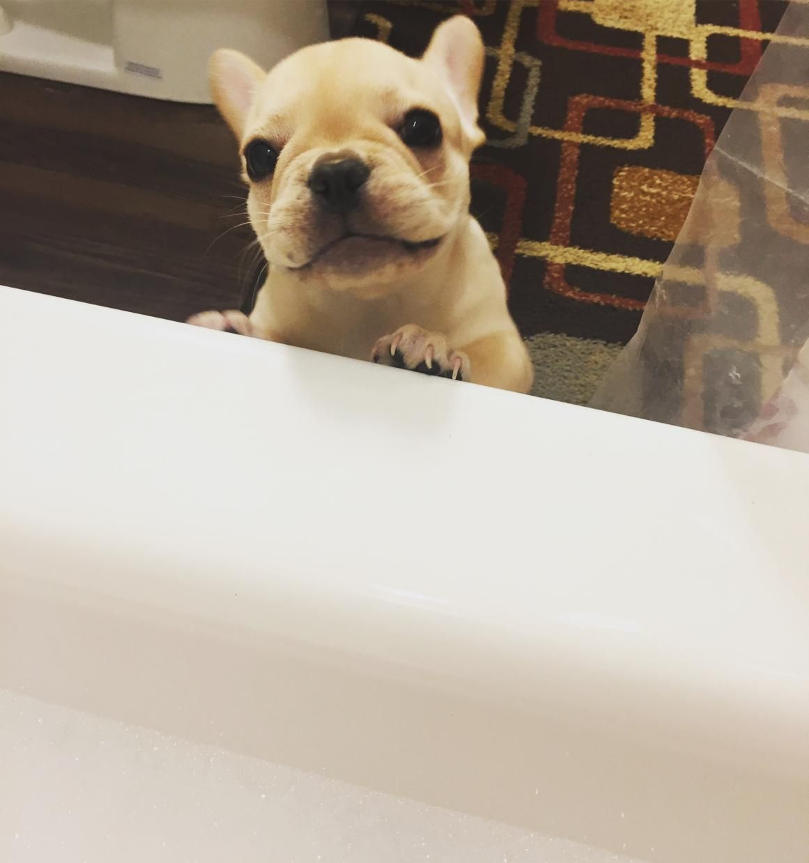 Bambi loves taking baths!