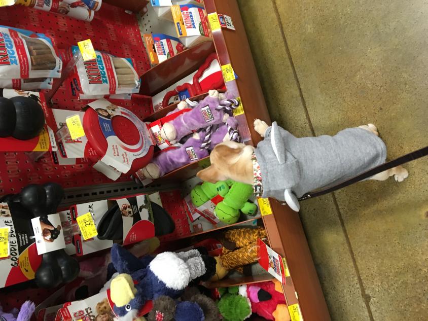 Bambi picking out her first toy from pets mart. 2018