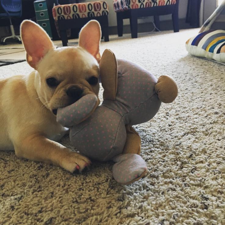 Bambi's first toy she picked out on her own. 2018 Of course it was a bunny.