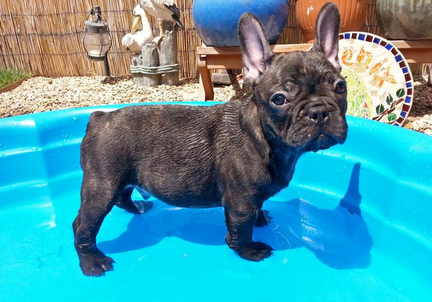 Bear in the pool