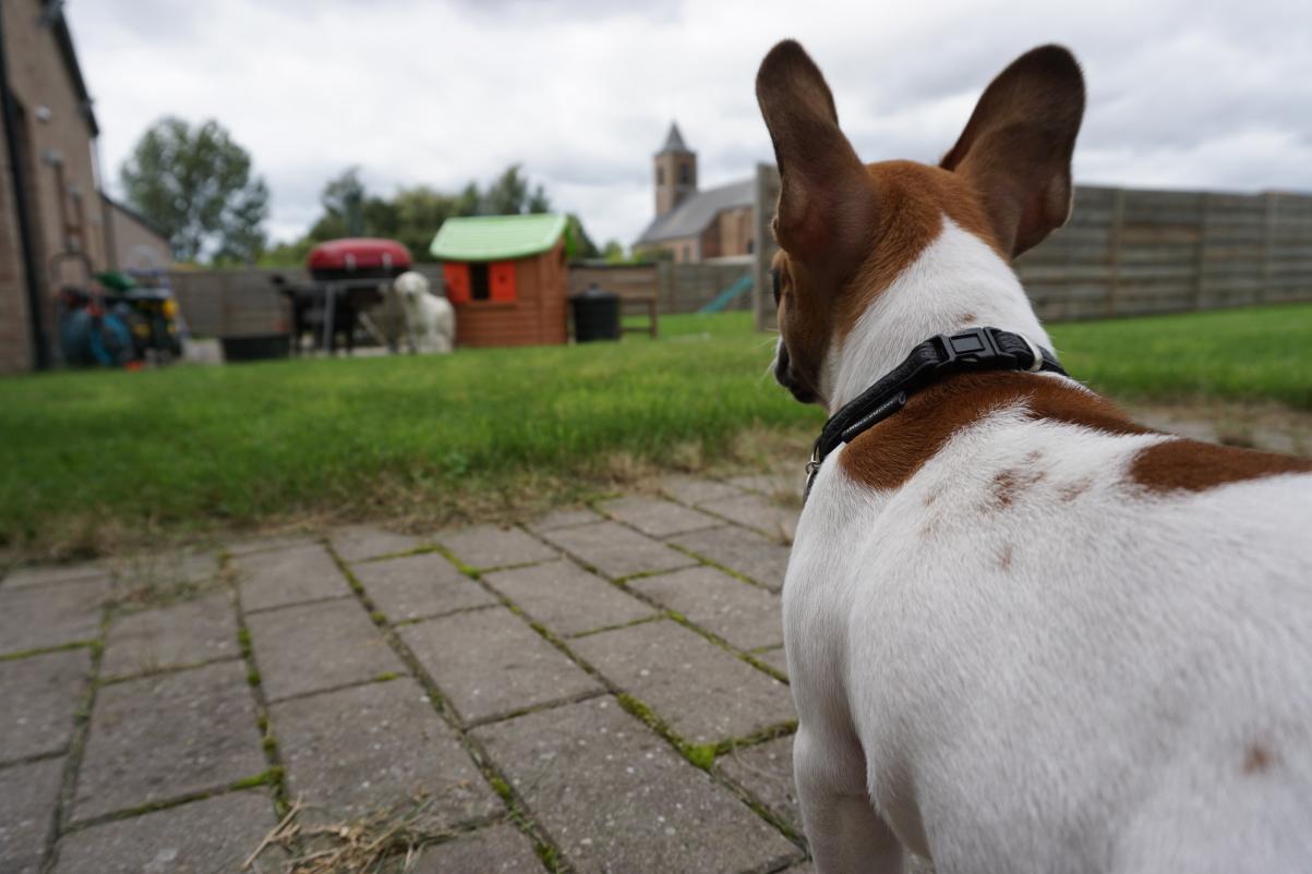 Checking out his neighbors