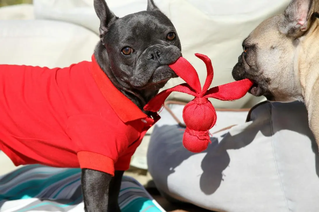 Friendly game of tug of war