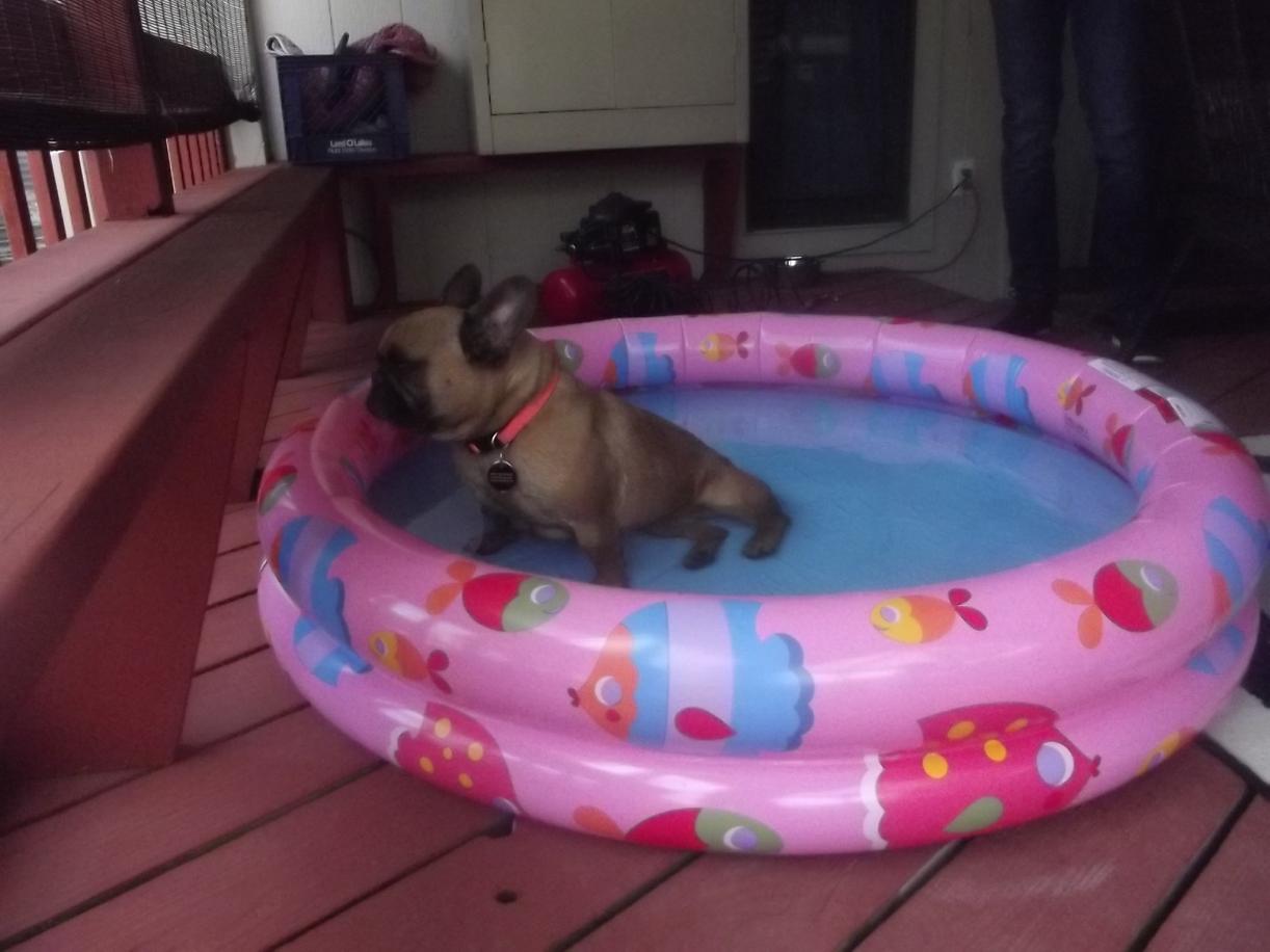 I always have a baby pool for her to cool off in while she's outside.