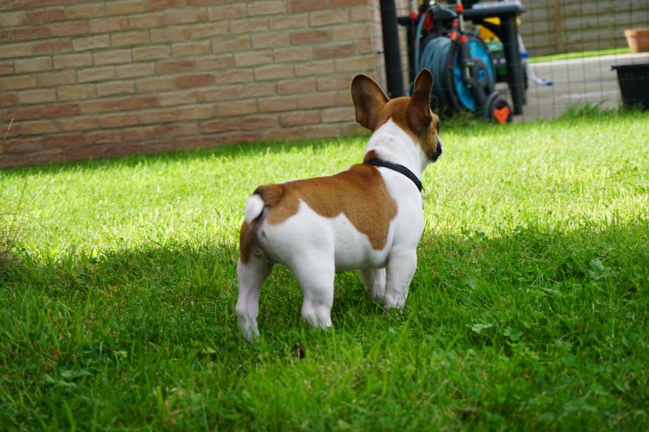 I love his color and markings