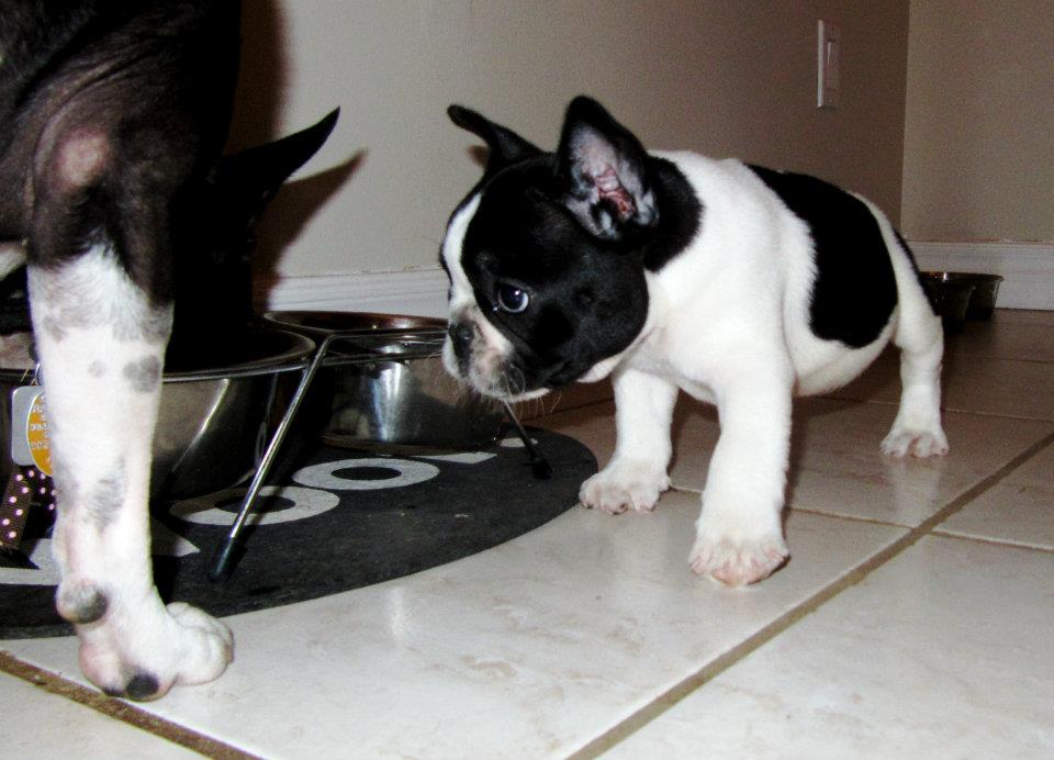 I love this pic.  Just after I took it Uma dropped some of her food on the floor for Wally to eat.  Such a sweet girl to her baby brother. :)