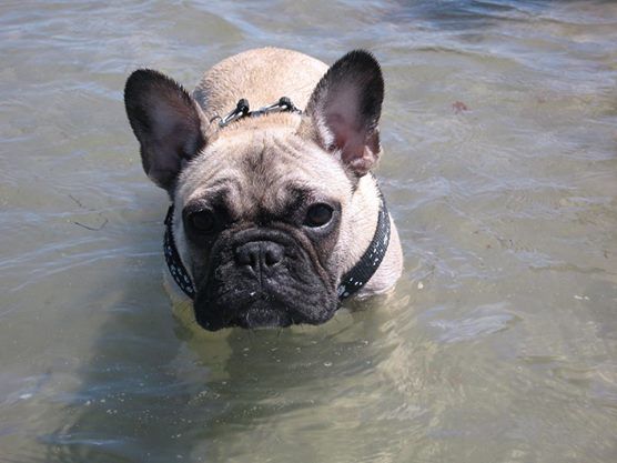 It's near impossible to get her out of the water