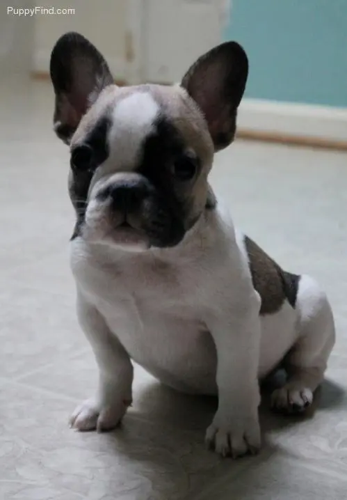 Puppyfind best sale french bulldog