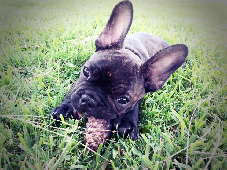 July 2014 - chewing on a pinecone