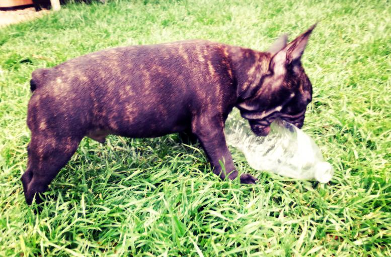 June 2014 (11 weeks old) - chewing on a water bottle