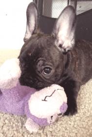 June 2014 (11 weeks old) - chewing on stuffed monkey