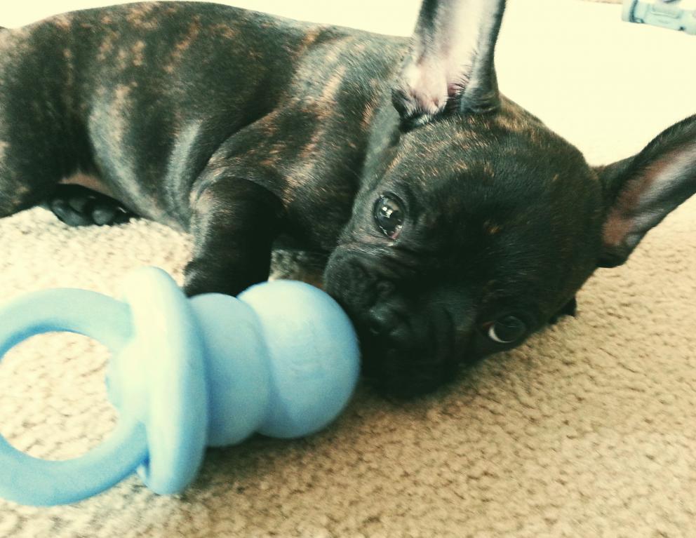 June 2014 (11 weeks old) - puppy KONG