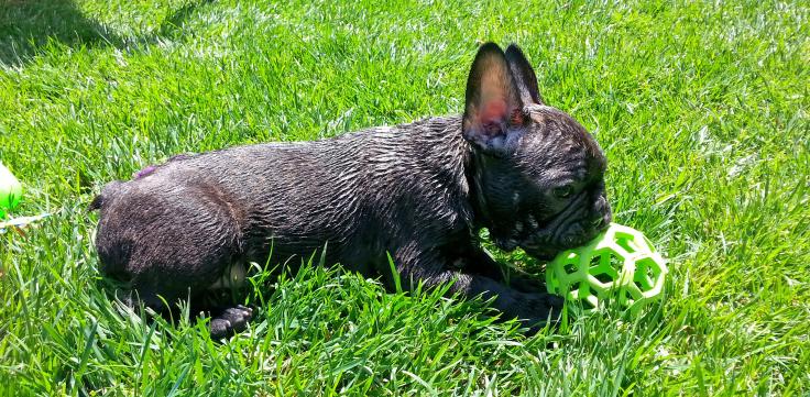 loves his green ball