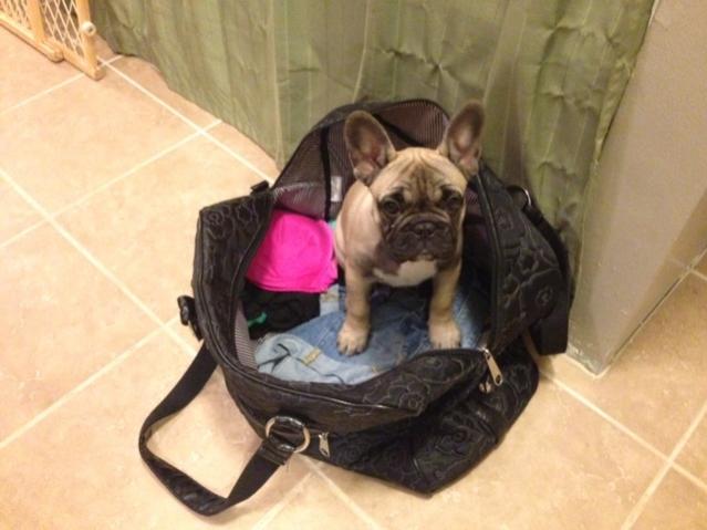 Marg protesting me leaving by sitting in my overnight bag...