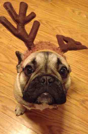 My little frenchie reindeer :)