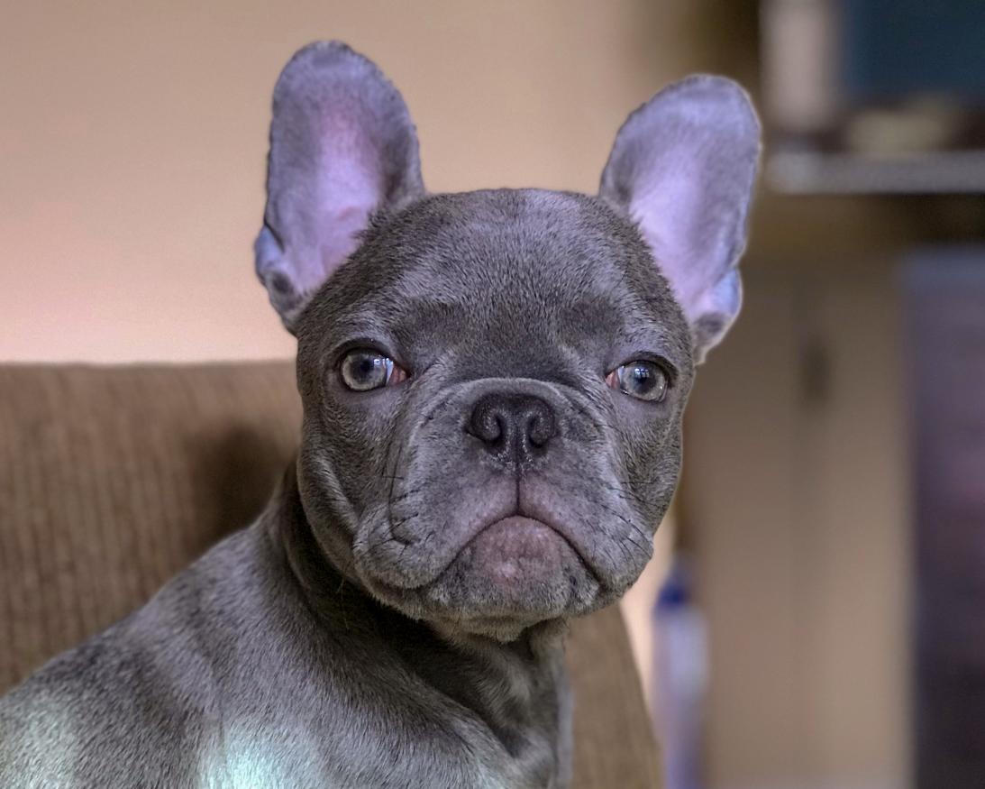 Ozzy giving me "the look"...  (4-months old)