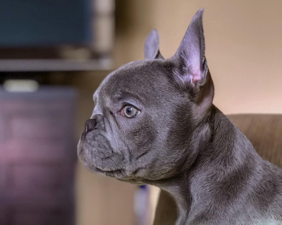 Ozzy looking serious (4-months old)