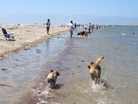 Shasta & Bisou are best buddies at the beach