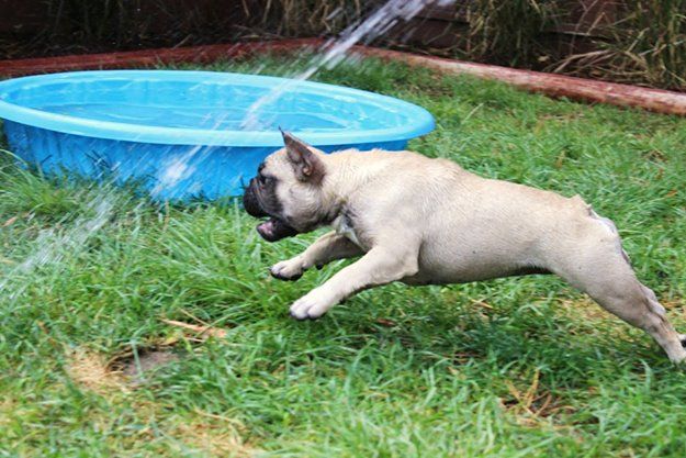 She LOVES chasing the garden hose!