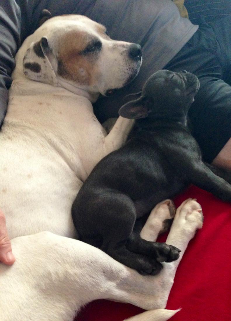 Snuggles on the sofa with Lexi, my human sister's dog...she's a rescue:)