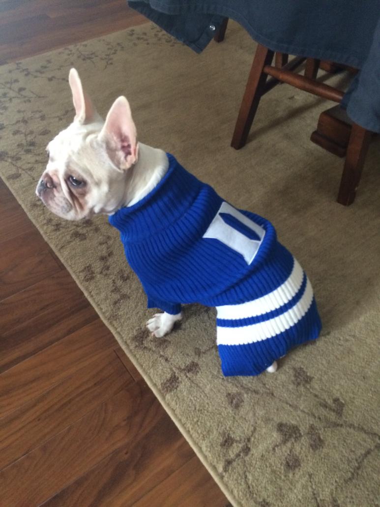 Stella in her Duke sweater, after
eyelid surgery