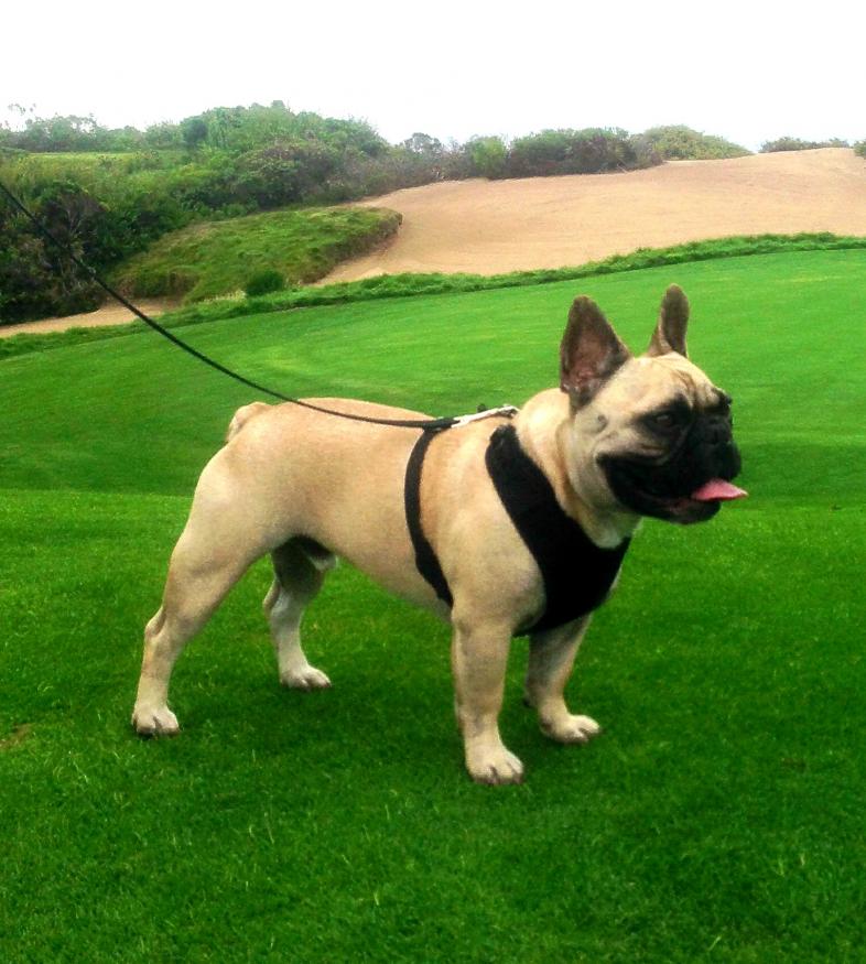 Strikin a pose on the golf course for the camera:)