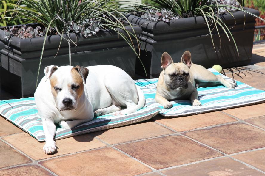 Sunbathing/meditation time with my bestie, Lexi.