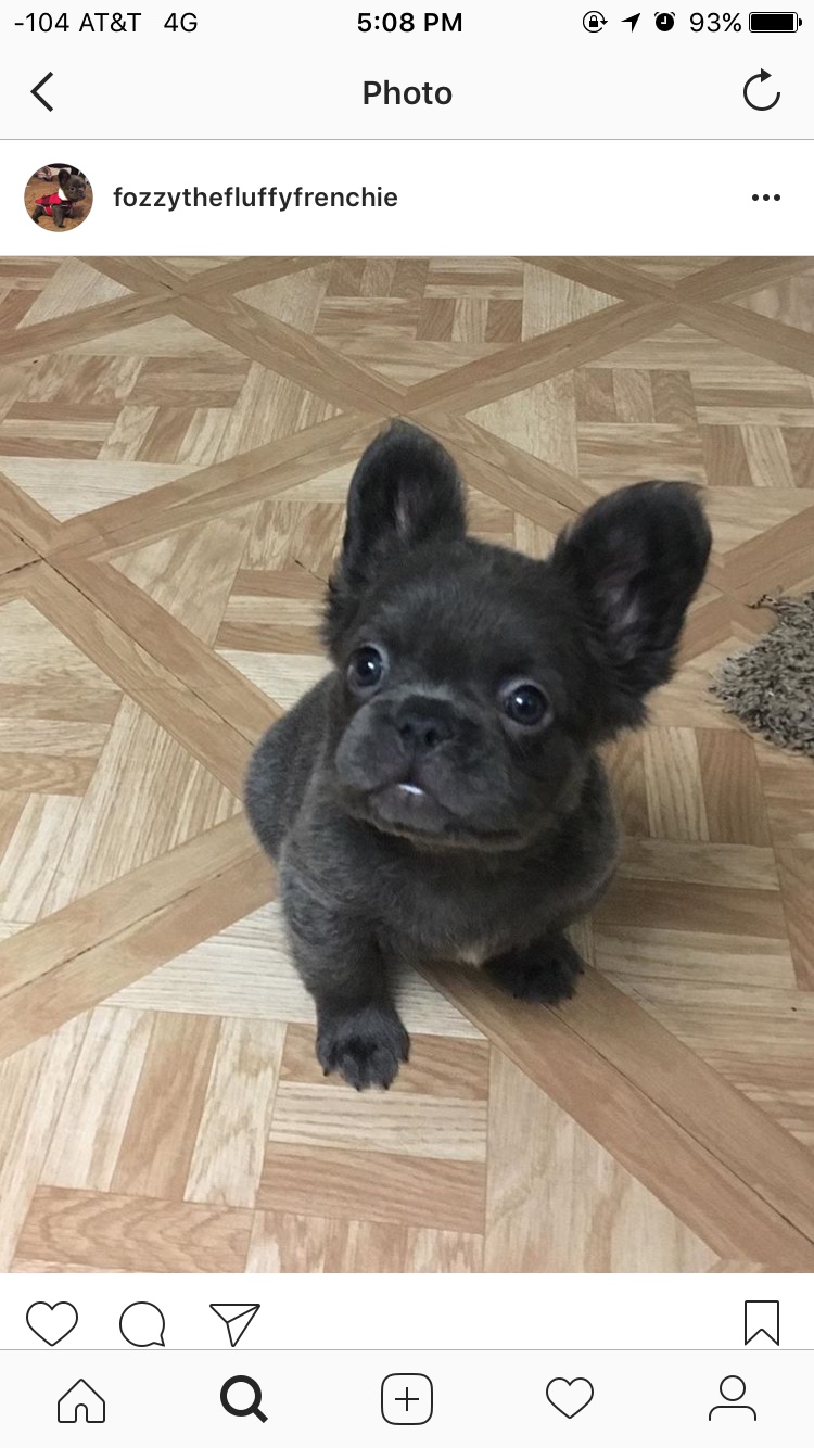 Fozzy the sale fluffy frenchie