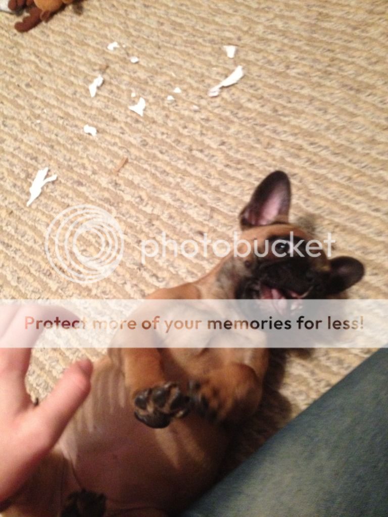 C7FE2568-133F-474E-B112-18B16EDA286B-1133-000001E2DA4A9A14_zps9e0e7a09.jpg